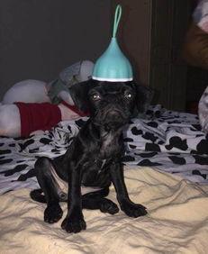 巴哥爆料最新人物图片,神秘面容引网友热议